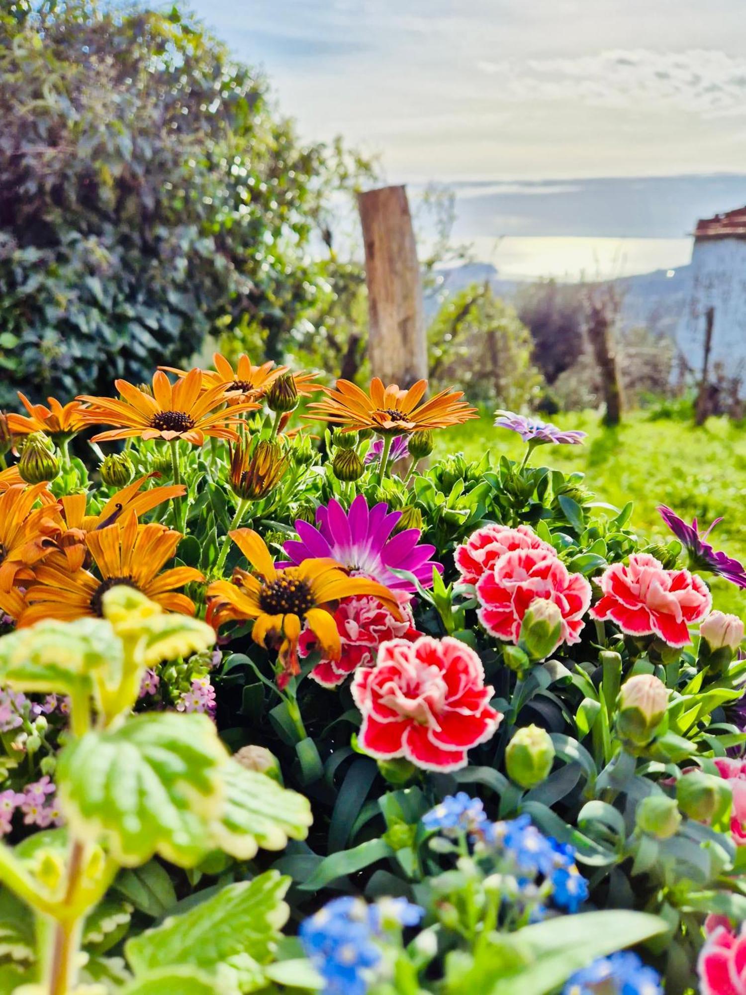 La Collina Sul Mare - Casa Vacanze Sestri Levante Buitenkant foto